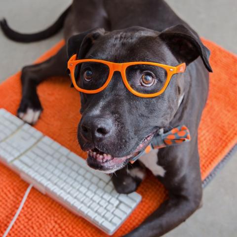 Black dog with orange glasses and a bowtie sitting with a computer keyboard